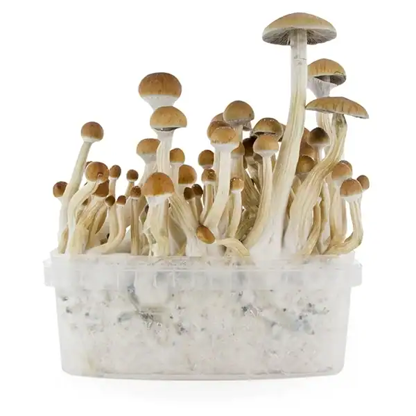 Fresh Mushrooms Zuchtset 'B+' - 1 Stück