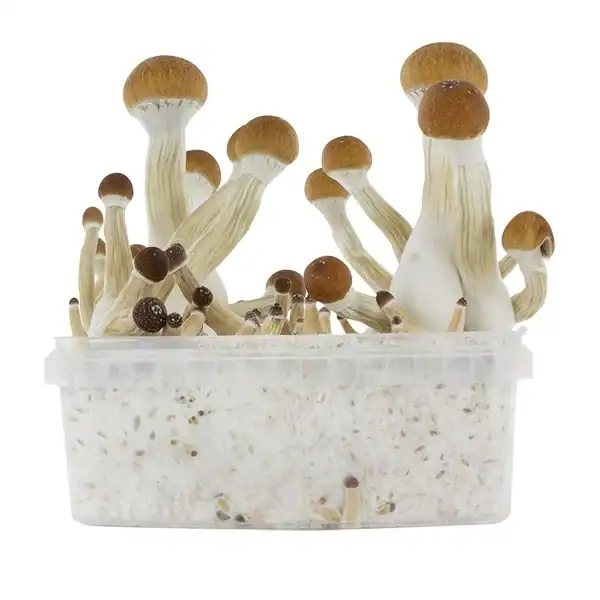 Fresh Mushrooms Zuchtset 'Golden Teacher' - 3 Stück
