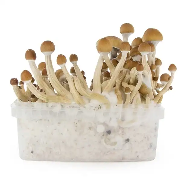 Fresh Mushrooms Zuchtset 'McKennaii' - 1 Stück