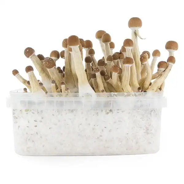 Fresh Mushrooms Zuchtset 'Mexican' - 10 Stück
