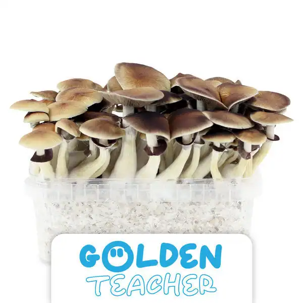 ShinyFlakes Zuchtset 'Golden Teacher' - 3 Stück