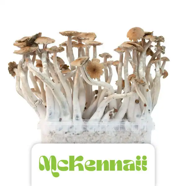 ShinyFlakes Zuchtset 'McKennaii' - 3 Stück