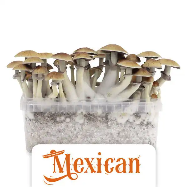 ShinyFlakes Zuchtset 'Mexican' - 5 Stück