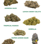 THC Probier Set