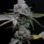 APPLE FRITTER STRAIN