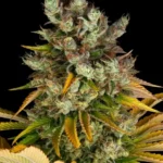 GMO STRAIN