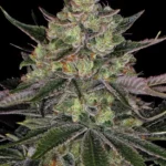 GORILLA ZKITTLEZ STRAIN