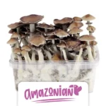 Nurweed Zuchtset ‚PES Amazonian‘